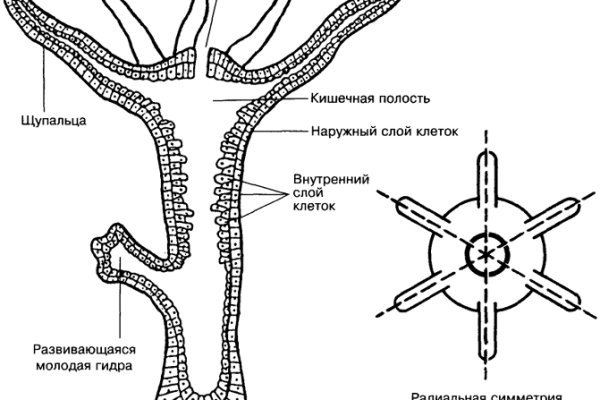 Kraken ссылка kraken link24 info